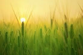terreno agricolo in vendita a Pietrasanta