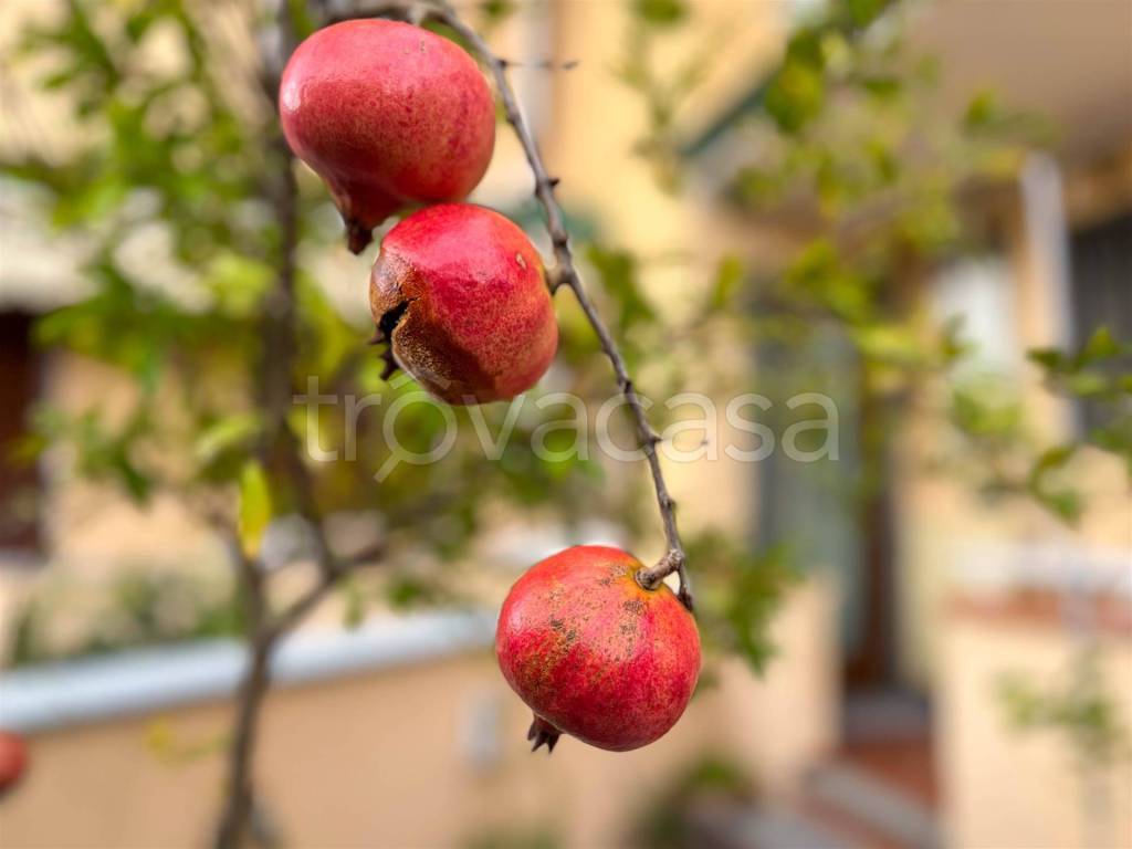 casa indipendente in vendita a Pietrasanta in zona Capriglia