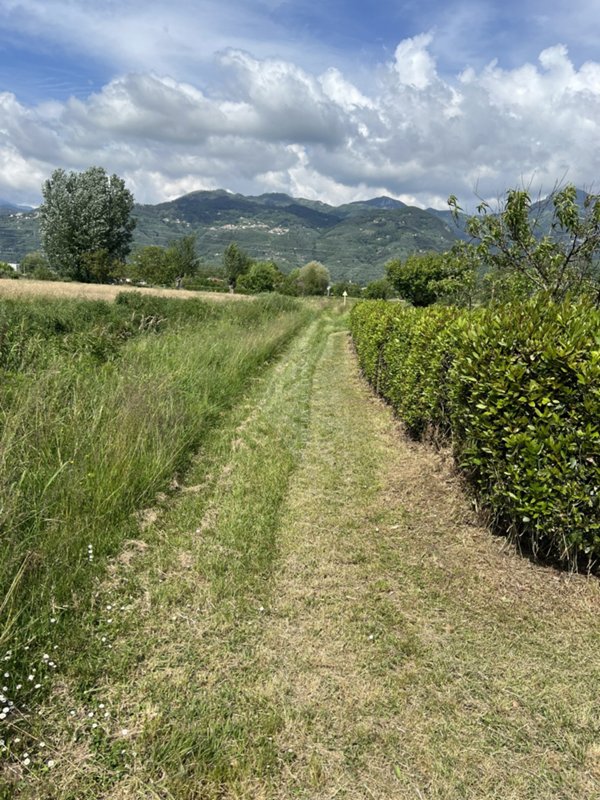 terreno agricolo in vendita a Pietrasanta