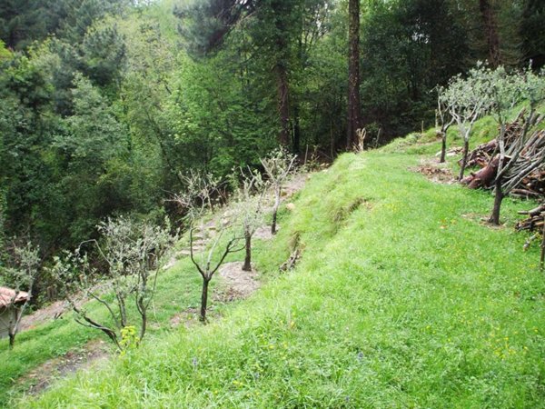 terreno agricolo in vendita a Pietrasanta