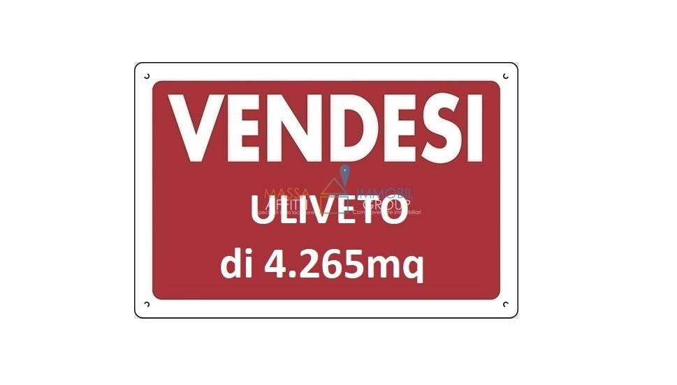 terreno agricolo in vendita a Pietrasanta