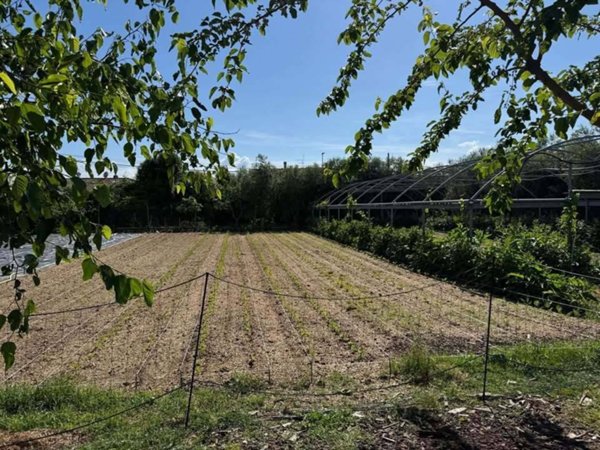 terreno agricolo in vendita a Pietrasanta