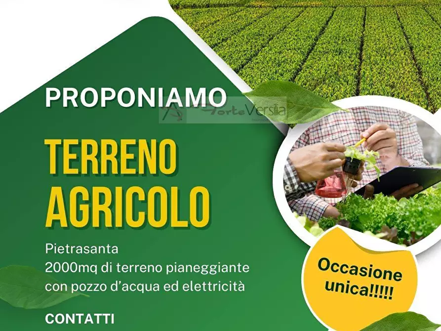 terreno agricolo in vendita a Pietrasanta in zona Traversagna