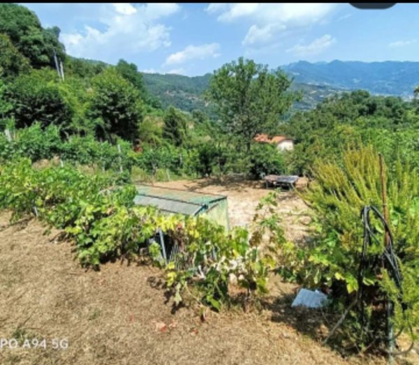 terreno agricolo in vendita a Pietrasanta in zona Strettoia