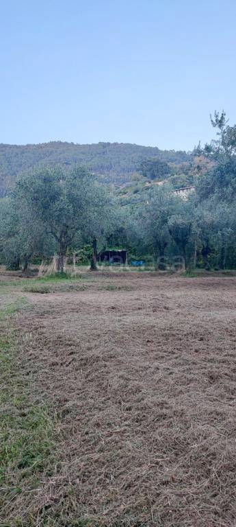 terreno agricolo in vendita a Pietrasanta in zona Strettoia