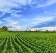 terreno agricolo in vendita a Pietrasanta