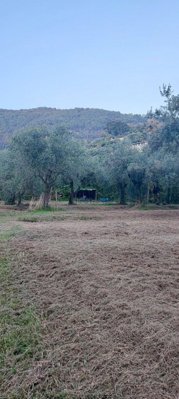 terreno agricolo in vendita a Pietrasanta in zona Strettoia