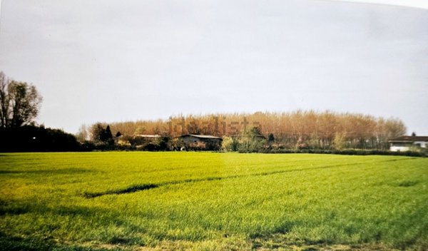 terreno agricolo in vendita a Pietrasanta