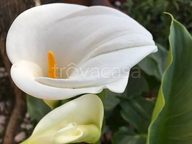 casa indipendente in vendita a Pietrasanta