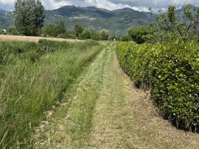 terreno agricolo in vendita a Pietrasanta