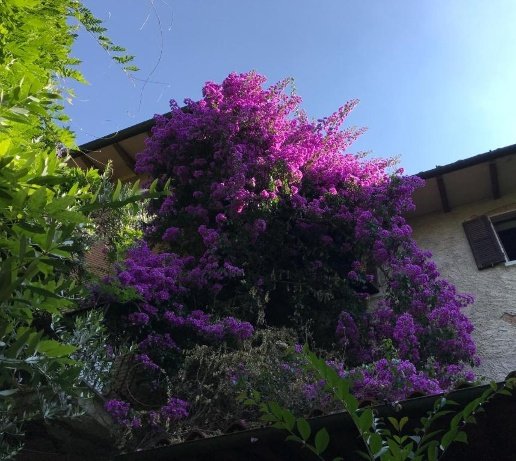 casa indipendente in vendita a Pietrasanta