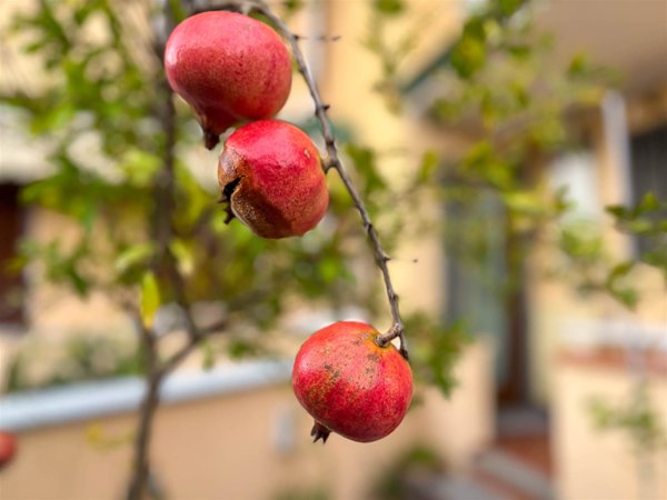 casa indipendente in vendita a Pietrasanta in zona Crociale