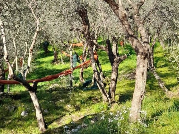 terreno agricolo in vendita a Pietrasanta in zona Capezzano Monte
