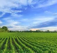 terreno agricolo in vendita a Pietrasanta