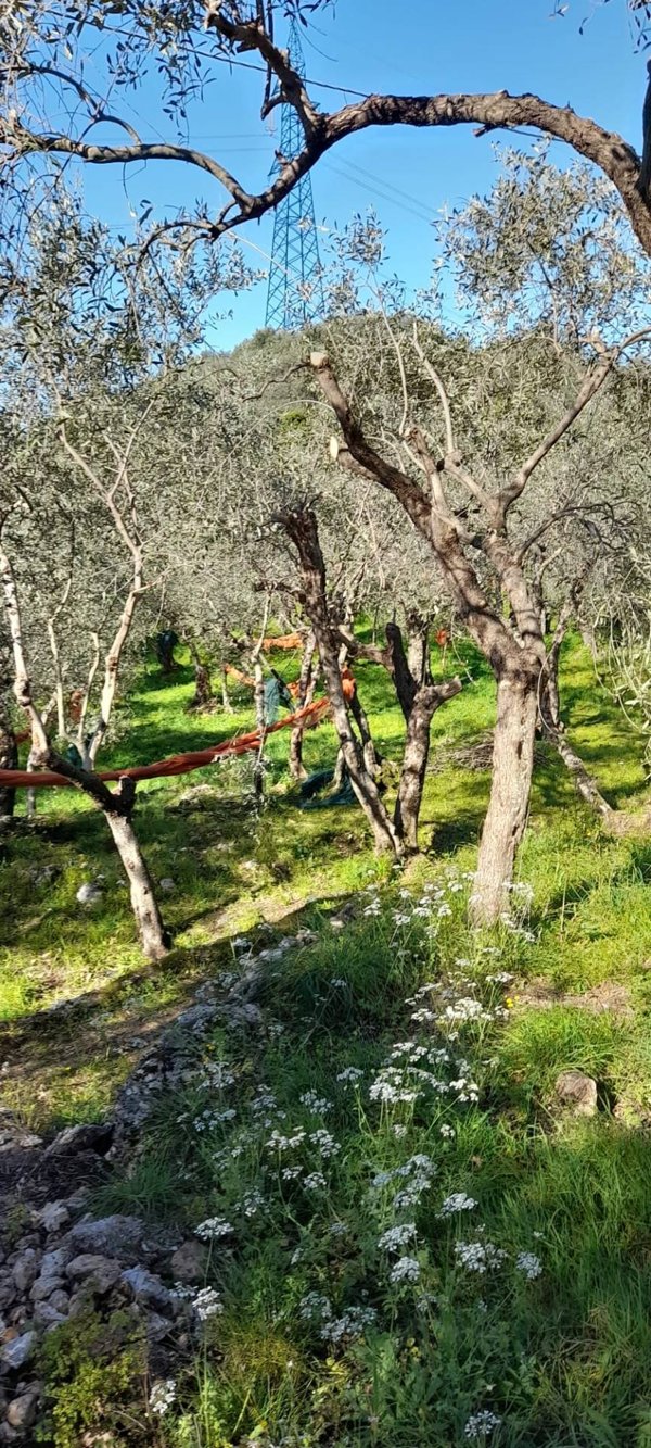 terreno in vendita a Pietrasanta in zona Capezzano Monte