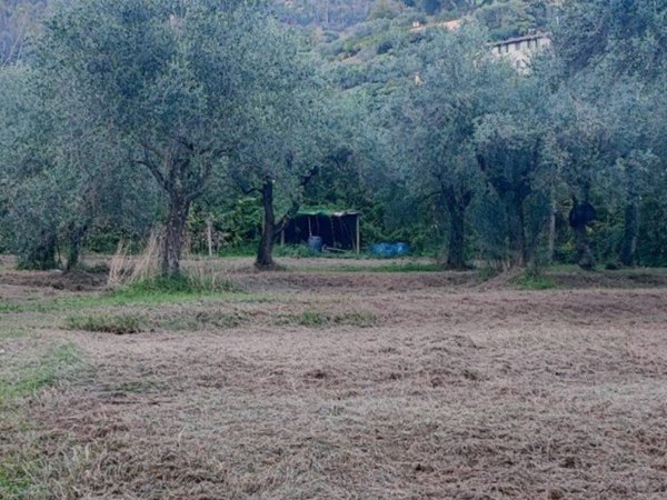 terreno agricolo in vendita a Pietrasanta in zona Strettoia
