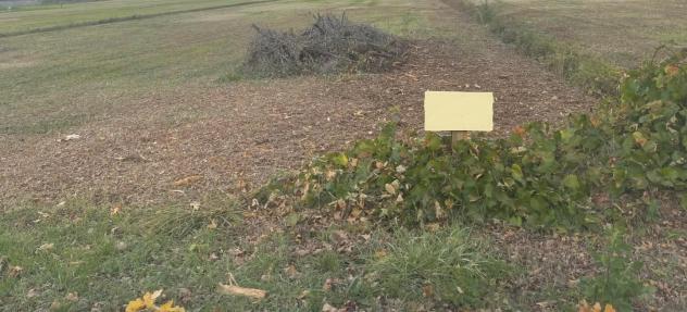 terreno agricolo in vendita a Porcari