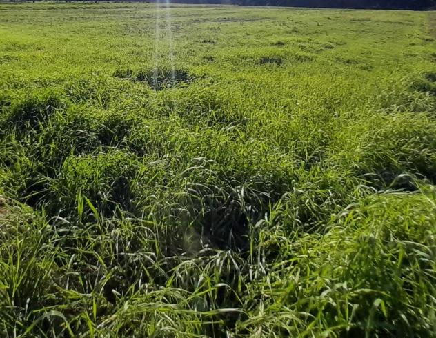 terreno agricolo in vendita a Porcari in zona Padule