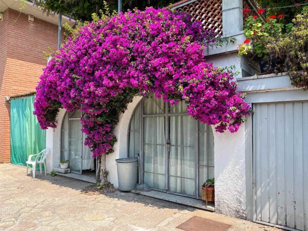 casa indipendente in vendita a Seravezza in zona Ripa
