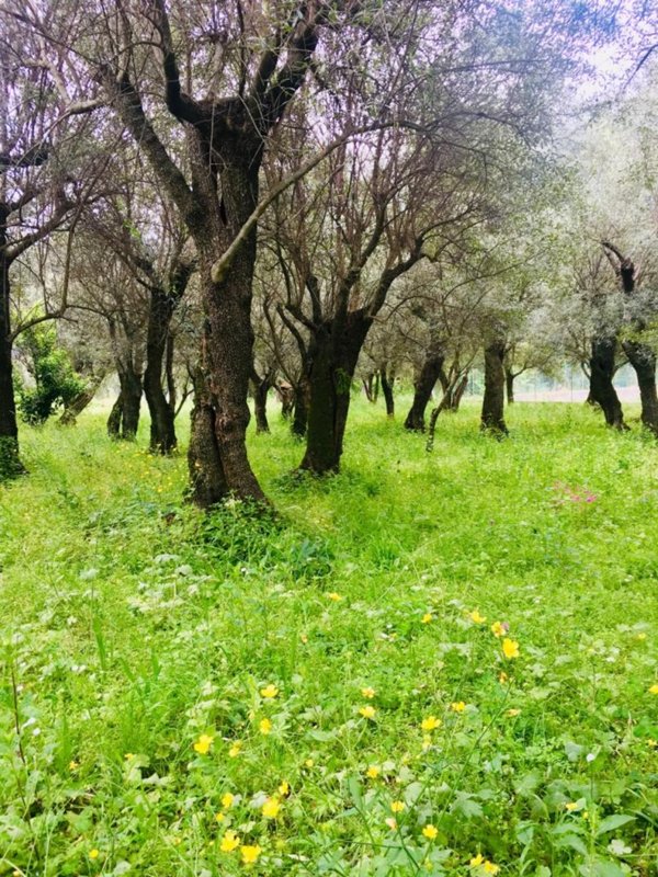 appartamento in vendita a Seravezza in zona Querceta