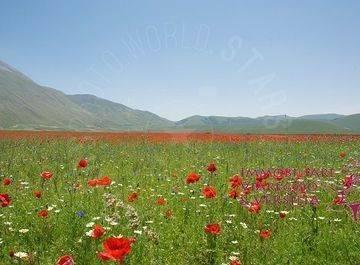 terreno agricolo in vendita a Viareggio