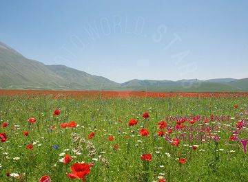 terreno agricolo in vendita a Viareggio