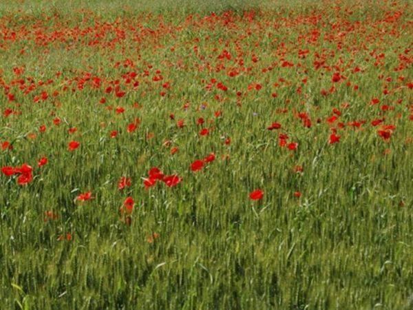 terreno agricolo in vendita a Viareggio
