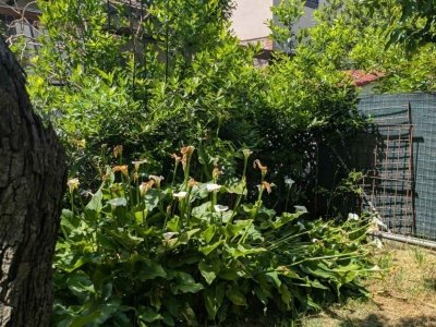appartamento in vendita a Viareggio