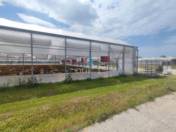 terreno agricolo in vendita a Viareggio in zona Campo d'Aviazione
