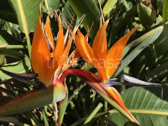 casa indipendente in vendita a Viareggio