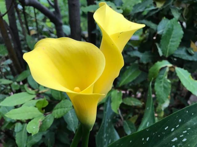 appartamento in vendita a Viareggio in zona Migliarina