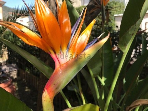 casa indipendente in vendita a Viareggio in zona Marco Polo