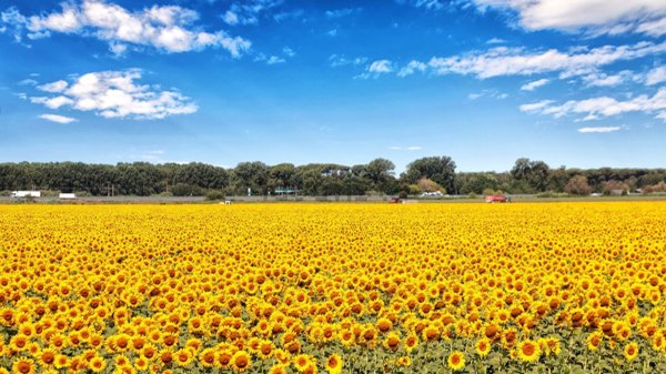 appartamento in vendita a Viareggio in zona Marco Polo