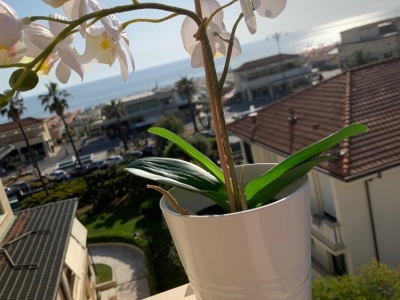 appartamento in vendita a Viareggio