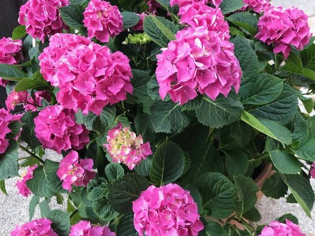 appartamento in vendita a Viareggio in zona Don Bosco