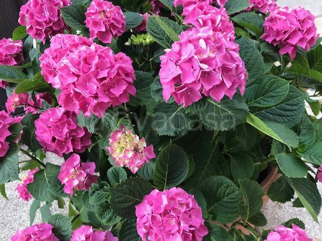 appartamento in vendita a Viareggio