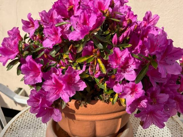 appartamento in vendita a Viareggio