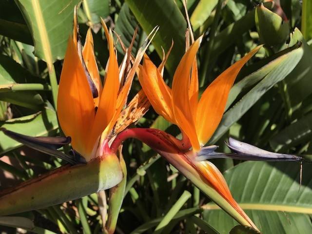 casa indipendente in vendita a Viareggio