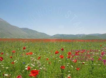 terreno agricolo in vendita a Viareggio