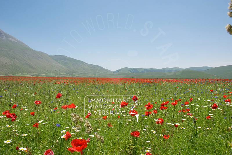 terreno agricolo in vendita a Viareggio in zona Migliarina