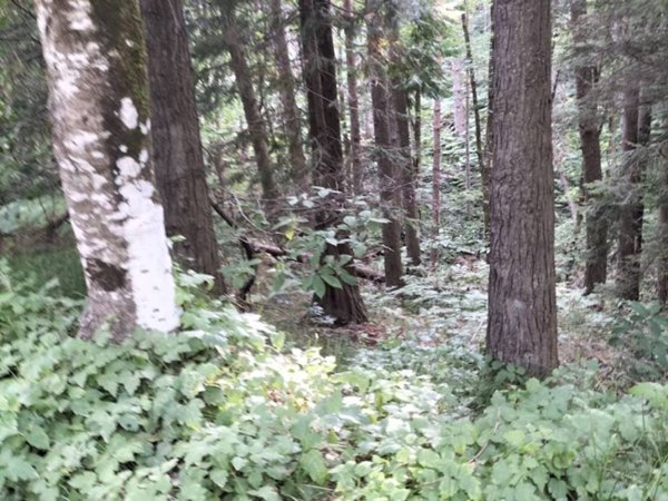 terreno agricolo in vendita a Villa Basilica