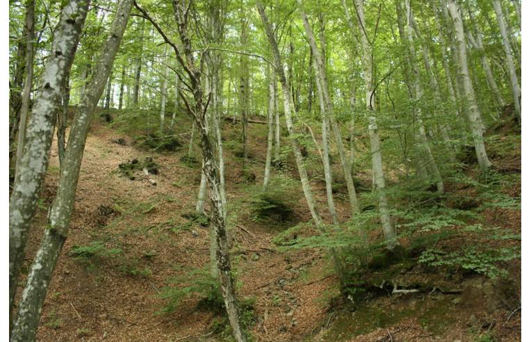 casale in vendita a Villa Collemandina in zona Sassorosso