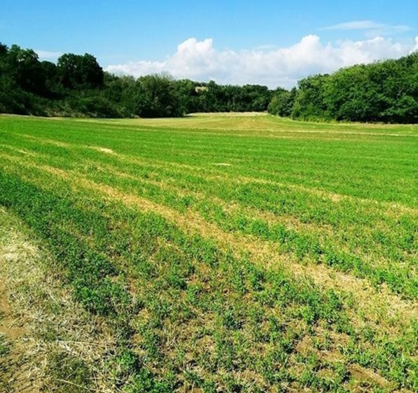 terreno agricolo in vendita ad Agliana in zona Ferruccia