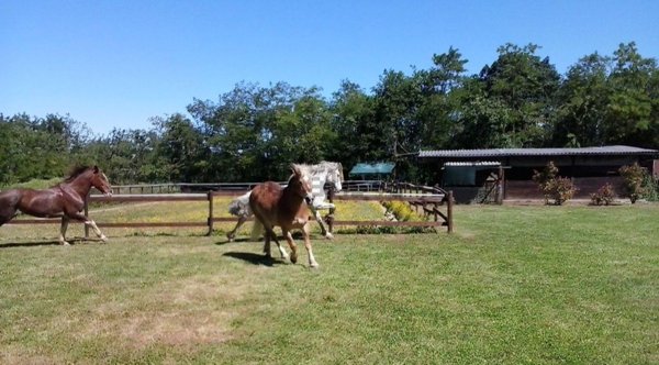 appartamento in vendita ad Agliana