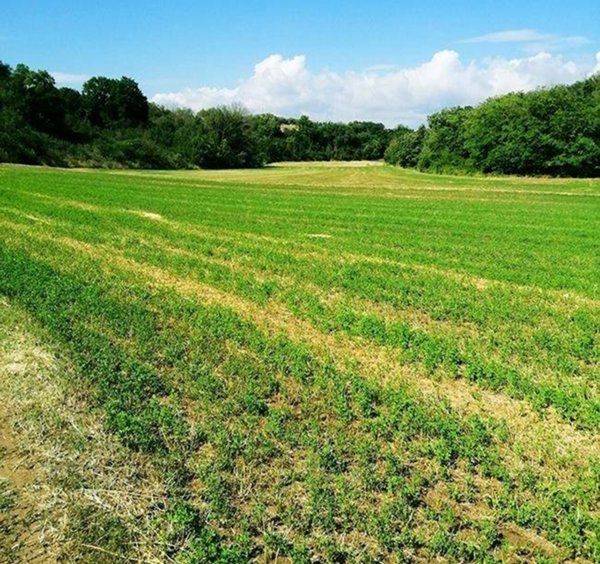 terreno agricolo in vendita ad Agliana