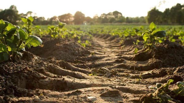 terreno agricolo in vendita ad Agliana in zona Ferruccia