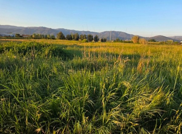 terreno agricolo in vendita ad Agliana