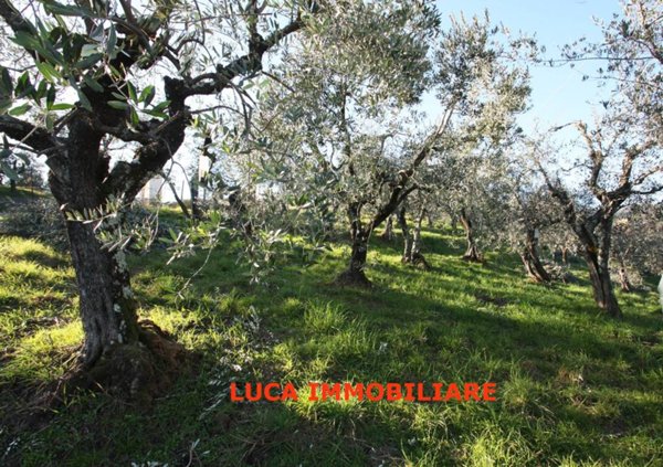 terreno agricolo in vendita a Buggiano