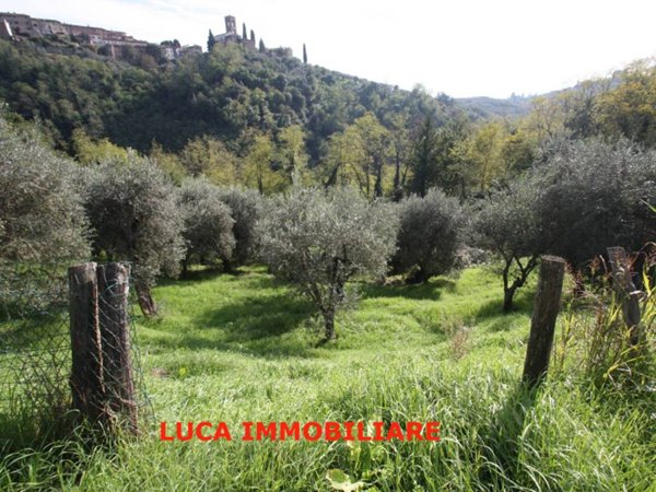 terreno agricolo in vendita a Buggiano