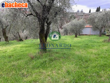 terreno agricolo in vendita a Buggiano in zona Colle di Buggiano